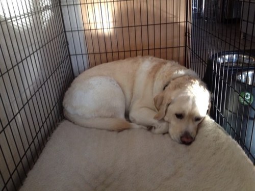 ddamore's profile picture. 