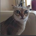 Tyler Vulpone - @tyv42 - Twitter