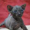 Michael Carleton - @42SDg - Twitter