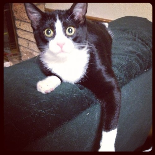 baluuthecat's profile picture. 