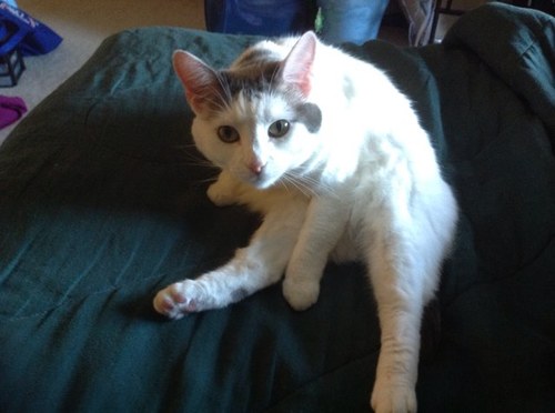 EpeeSprite's profile picture. 