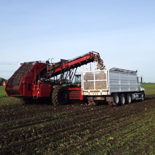 We raise spring wheat, soybeans, corn, edible beans, and sugar beets on our 5th generation family farm. Produce and sell fdt., reg., and cert. seed.