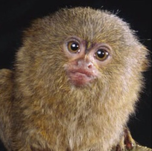 Bringing you facts about Pygmy Marmosets: the best animal ever.