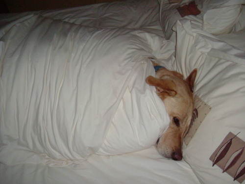 culvee's profile picture. 