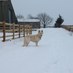 GJ Wilcox(Agric)Ltd (@gregorywilcox3) Twitter profile photo