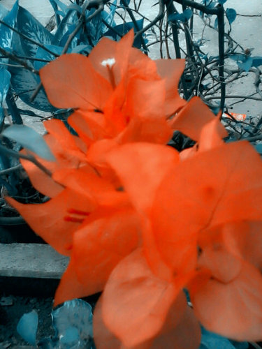 HafsaPutrie's profile picture. ZaynMalik ♡ JHS8 ∞ Directioner ∞ 020999 ♚