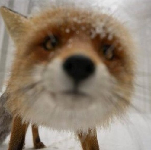 AliseFox's profile picture. хитрюююююющая такая засранка ~^_^~