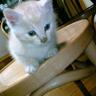 kkDeK's profile picture. プログラマ。谷山浩子さんのファン。生まれ育った岩手が好きです。仕事でWEB+DB担当になって22年目。今はJavaとJavaScriptとSQLを書いてますが以前はCとアセンブラを使用． 家でMac miniとiPhone SEを使っています．