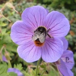 University of Bristol team for the Urban Pollinators Project. Funded through the UK Insect Pollinators Initiative.