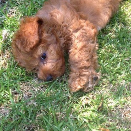 Precious_Pooch's profile picture. 