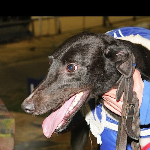 Kennelhand for david mullins at romford
