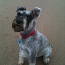 Jan bull - @Freddiebull - Twitter