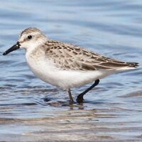 Clarebirdwatch (@clarebirdwatch) 's Twitter Profile