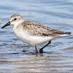 Clarebirdwatch (@clarebirdwatch) Twitter profile photo Clarebirdwatch (@clarebirdwatch) Twitter profile photo