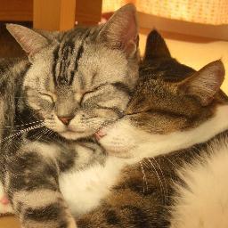 「ネコと居る西宮生活」主。職場は三宮22年、芦屋8年。西宮・阪神間ブログの更新、母の介護で役にたったこと、なんか楽しいYouTube紹介中。
V6（三宅健担歴デビュー前から）、たまに刀剣乱舞（歴8年）、漫画･ラノベ･アニメ、赤楚君、田丸氏ほか声優さん、阪神🐯、男バレとか語るかも。お維新嫌い。猫ロス中。