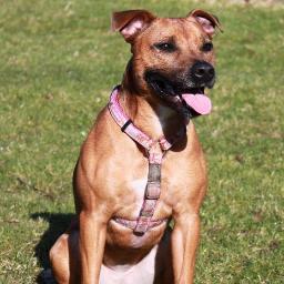 My name sayes it all, I'm Isla the dog. I love people, food, doggies, tennis balls and snuggles.  I was born at EDCH and was rehomed by two softie hoomans.