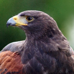 WildlifeChatter's profile picture. Love the great outdoors