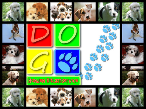 hoi wij zijn de dog uitlaat service en laten honden uit:)