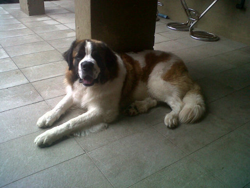 sanele_robotboy's profile picture. 