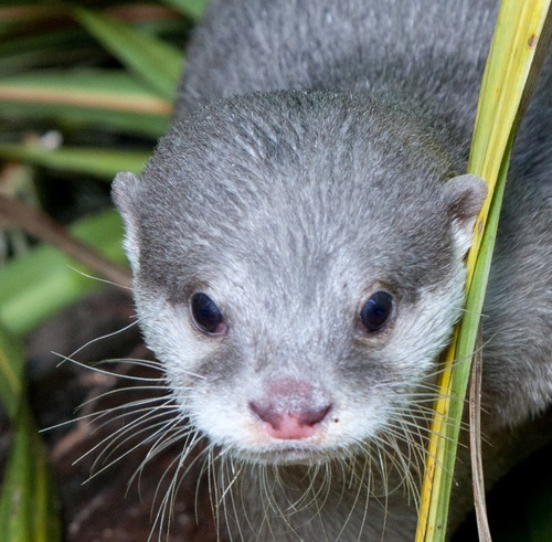 Explore the lakes of the world and discover some incredible creatures – from otters in Asia, piranhas in the Americas and cheeky marmosets in the rainforest.