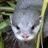 lakesaquarium's profile image