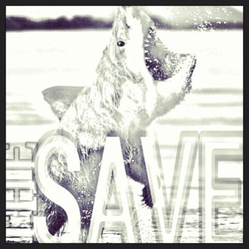 The Save consists of four guys that were looking for a new outlet to share their passion for music.