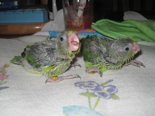 Hobby breeder of pacific parrotlets