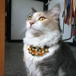 pet-bijuteri tasarımları yapmaktayız,sayfamızı begenen herkese 1 ad.kedi süs tasması hediyemizdir.https://t.co/KPaNn2Ie