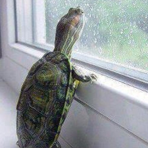 balakatun's profile picture. kamu personeli olmak icin canini disine takan sonra bu muydu yaa diyen (oğrencilerimin diliyle)saftorigin tekiyim