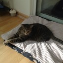 Margaret hamilton - @margo_hamilton - Twitter