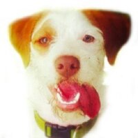 Go Fetch Delivery (@gofetchdelivery) 's Twitter Profile