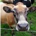 Falshaw's Farm Shop (@falshaws) Twitter profile photo Falshaw's Farm Shop (@falshaws) Twitter profile photo