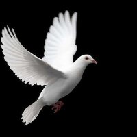 White Doves of Iowa - @PatsyBurleson Twitter Profile Photo