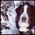 Gaye McLaughlin (@gsmacrn) Twitter profile photo Gaye McLaughlin (@gsmacrn) Twitter profile photo