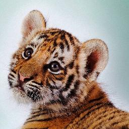 thecheetahgurlz's profile picture. Cheetahs, Tigers, and Arctic Foxes, Oh My!
Please help us save these animals from being trafficked and becoming extinct!