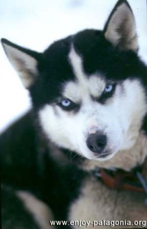 chiris_maca's profile picture. bien trabajador(jajaja)