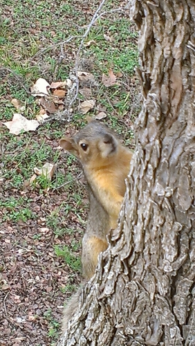 I'm a squirrel.