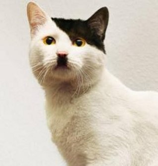 Food, cats and baroque music!