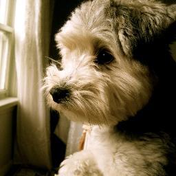 tweetsjacques's profile picture. 