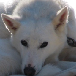 The News-Miner gives you the latest on the 1,000-mile Whitehorse to Fairbanks sled dog race.