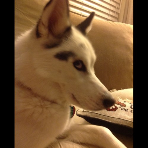 millergotclass's profile picture. I can read chapter books now! But still learning to read Tweets.