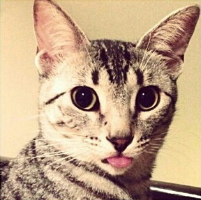 NyIahKitty Profile Picture