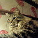 angie stevenson - @anglovescats - Twitter