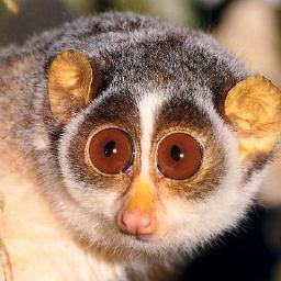 Ky_Coronel's profile picture. If you speak it, you don't know it. If you know it, you don't speak it