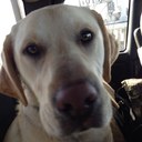 dianna lee smith - @diannaleesmith - Twitter