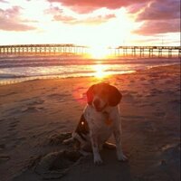Doug Cox (@digdugcox) 's Twitter Profile