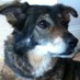 (sound of howling husky) (@gogollescent) Twitter profile photo