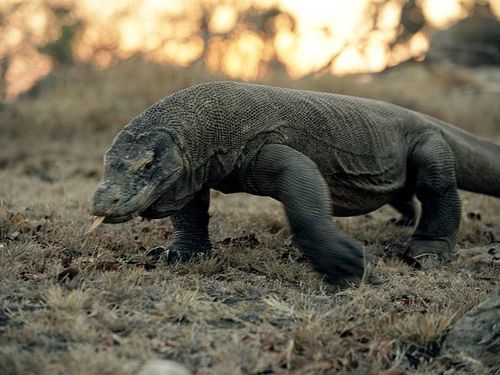 Komodo Mania!