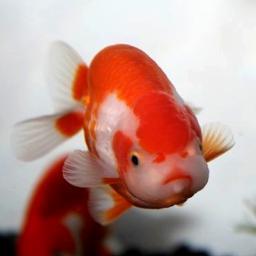 金魚な日々を満喫♪ 特技「金魚を眺める事」・好きな事「金魚を眺める事」・趣味「金魚を眺める事」 金魚が好きですね♪