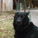 Angelo Russo - @AngeloR00149270 - Twitter